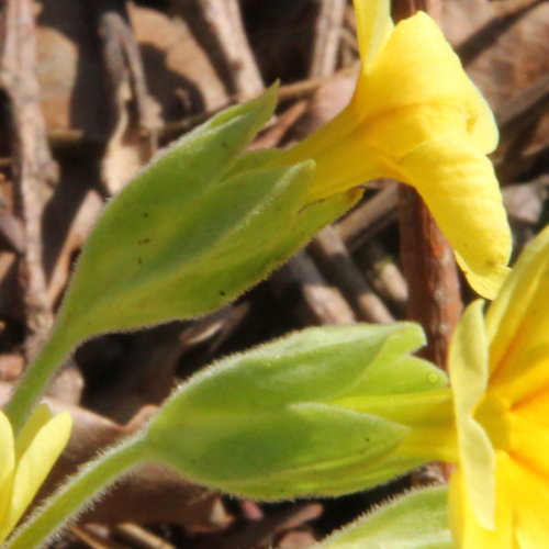 Gewöhnliche Frühlings-Schlüsselblume / Primula veris