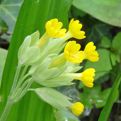 Gewöhnliche Frühlings-Schlüsselblume / Primula veris