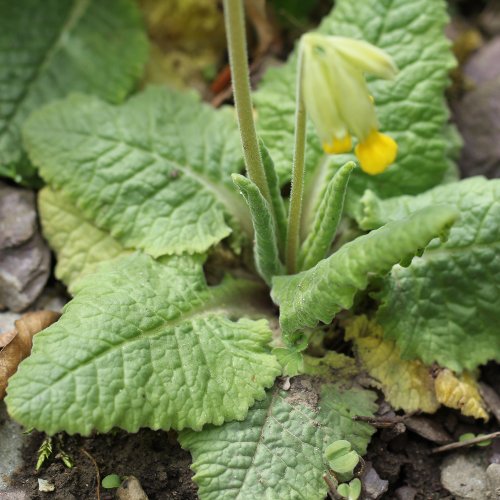 Graufilzige Frühlings-Schlüsselblume / Primula veris ssp. columnae