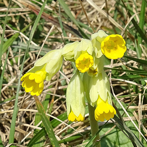 Graufilzige Frühlings-Schlüsselblume / Primula veris ssp. columnae