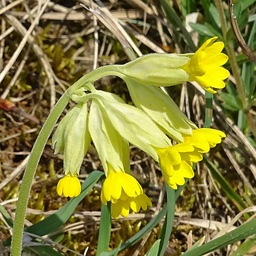 Graufilzige Frühlings-Schlüsselblume / Primula veris ssp. columnae