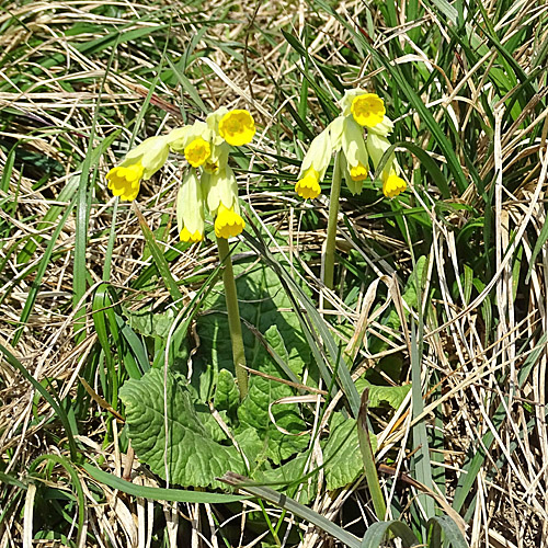 Graufilzige Frühlings-Schlüsselblume / Primula veris ssp. columnae