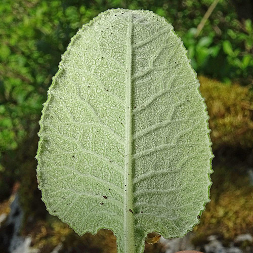 Graufilzige Frühlings-Schlüsselblume / Primula veris ssp. columnae