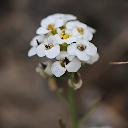 Gewöhnliche Gämskresse / Pritzelago alpina