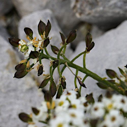 Gewöhnliche Gämskresse / Pritzelago alpina