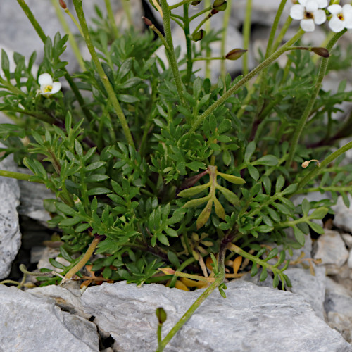 Gewöhnliche Gämskresse / Pritzelago alpina