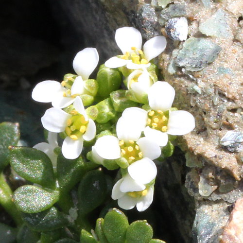 Gewöhnliche Gämskresse / Pritzelago alpina