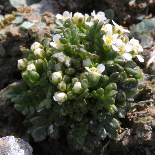 Gewöhnliche Gämskresse / Pritzelago alpina