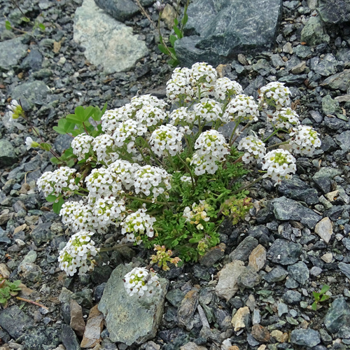 Kurzstänglige Gämskresse / Pritzelago alpina subsp.brevicaulis
