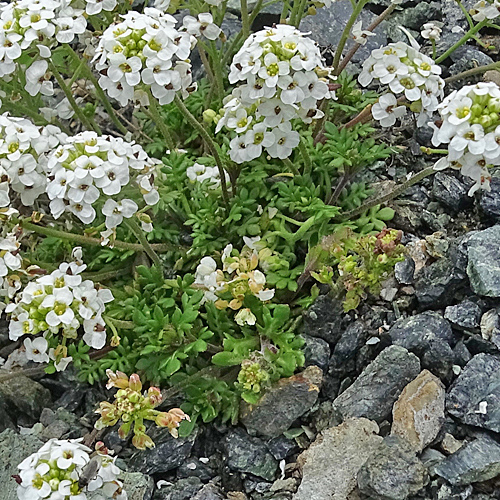 Kurzstänglige Gämskresse / Pritzelago alpina subsp.brevicaulis