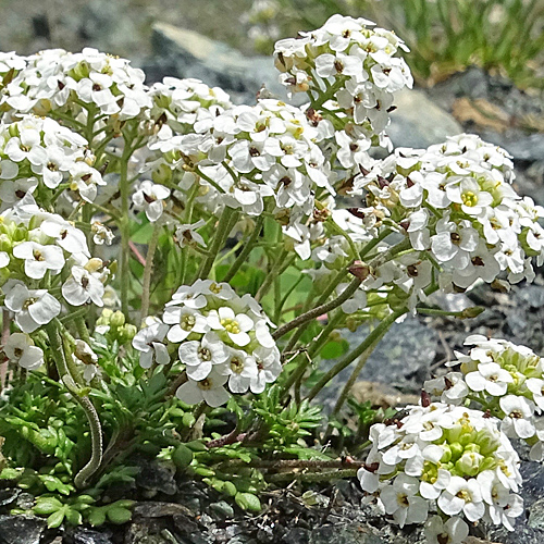 Kurzstänglige Gämskresse / Pritzelago alpina subsp.brevicaulis