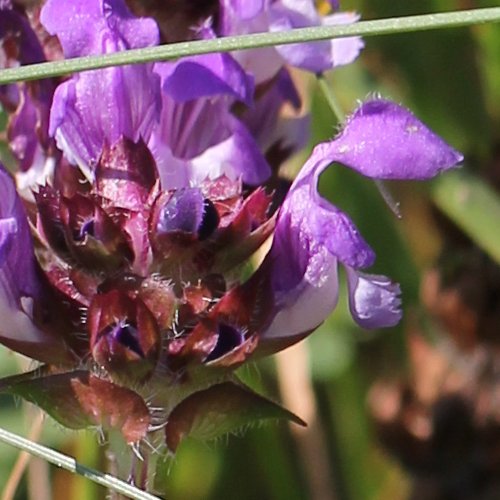 Grosse Brunelle / Prunella grandiflora