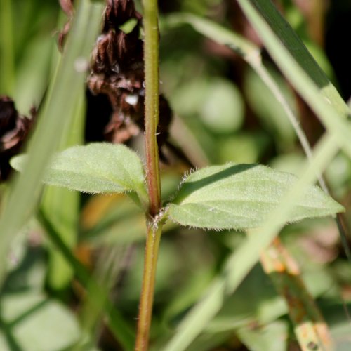 Grosse Brunelle / Prunella grandiflora