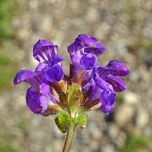 Grosse Brunelle / Prunella grandiflora