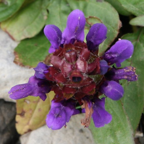 Kleine Brunelle / Prunella vulgaris