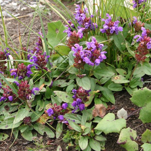 Kleine Brunelle / Prunella vulgaris