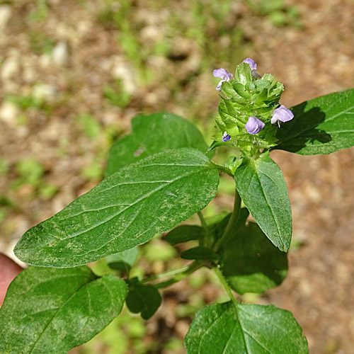 Kleine Brunelle / Prunella vulgaris