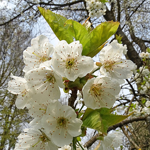 Süsskirsche / Prunus avium