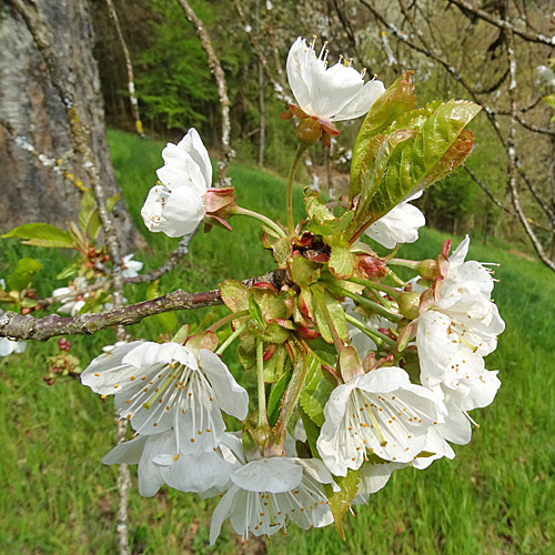 Süsskirsche / Prunus avium