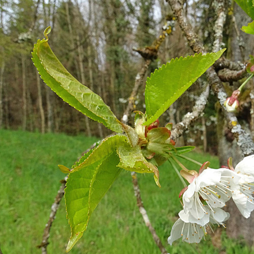 Süsskirsche / Prunus avium