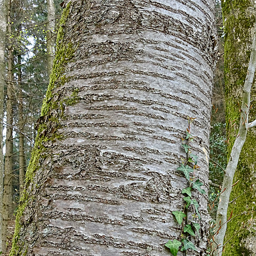 Süsskirsche / Prunus avium