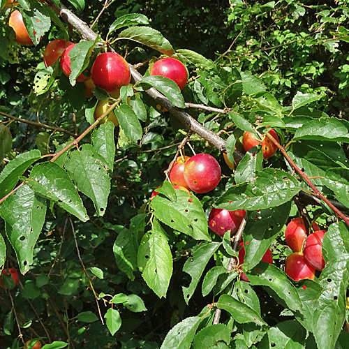 Kirschpflaume / Prunus cerasifera