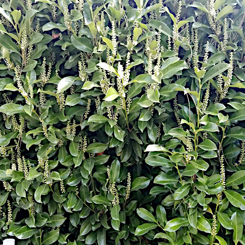 Kirschlorbeer / Prunus laurocerasus