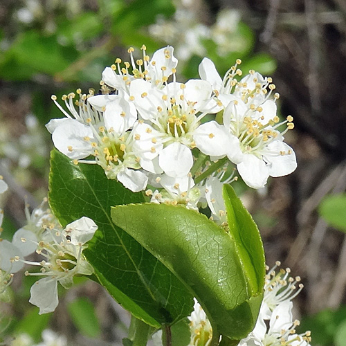 Felsenkirsche / Prunus mahaleb