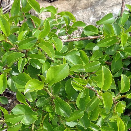 Felsenkirsche / Prunus mahaleb