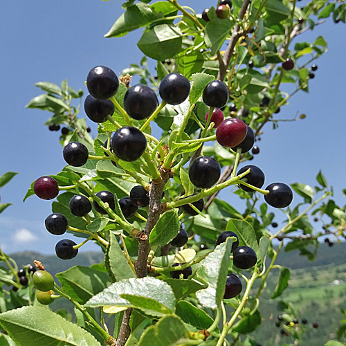 Felsenkirsche / Prunus mahaleb