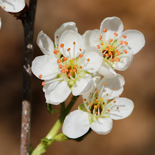 Felsenkirsche / Prunus mahaleb