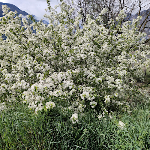 Felsenkirsche / Prunus mahaleb