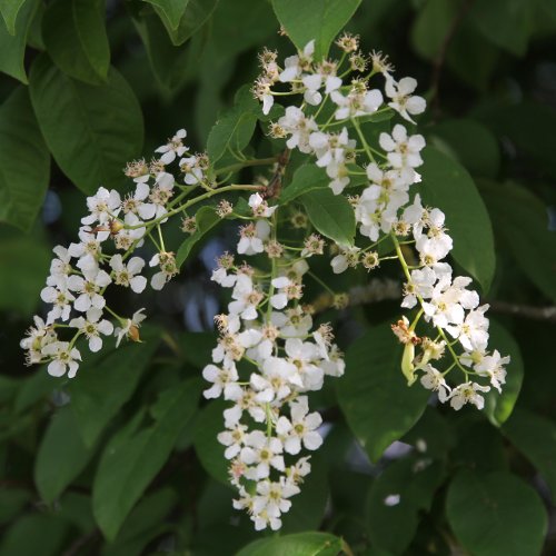 Gewöhnliche Traubenkirsche / Prunus padus