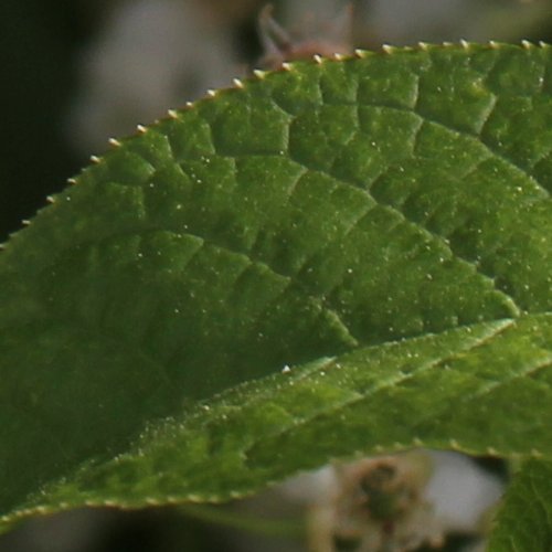 Gewöhnliche Traubenkirsche / Prunus padus