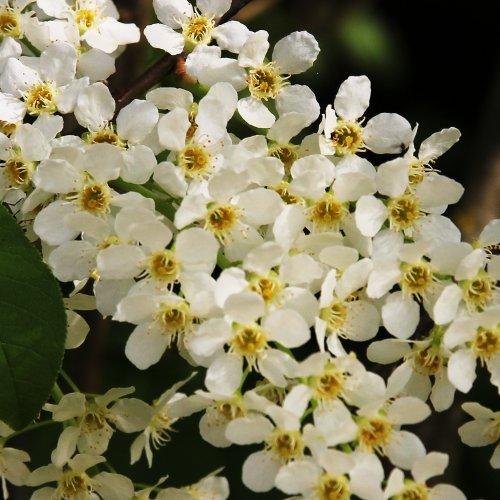 Gewöhnliche Traubenkirsche / Prunus padus