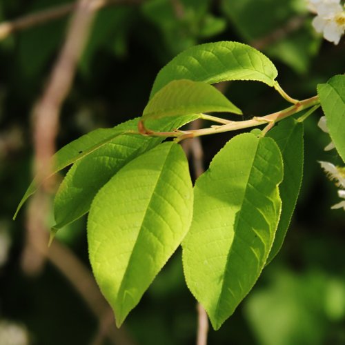 Gewöhnliche Traubenkirsche / Prunus padus