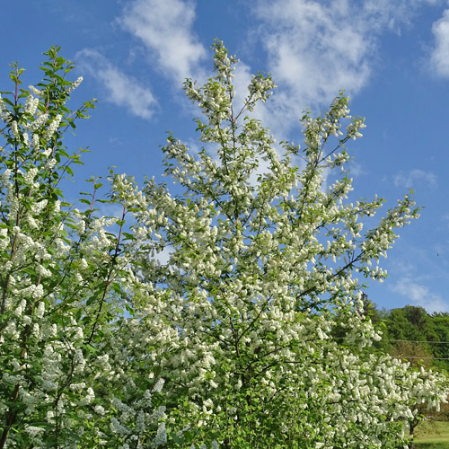 Gewöhnliche Traubenkirsche / Prunus padus