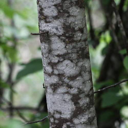 Gewöhnliche Traubenkirsche / Prunus padus