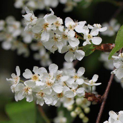 Felsen-Traubenkirsche / Prunus padus subsp. petraea