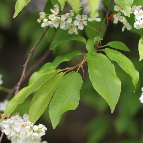 Felsen-Traubenkirsche / Prunus padus subsp. petraea