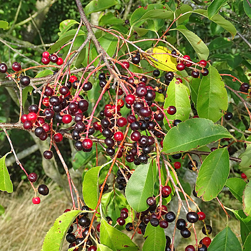 Herbst-Traubenkirsche / Prunus serotina