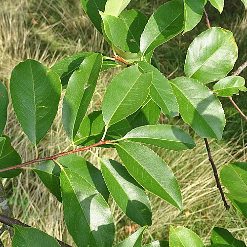 Herbst-Traubenkirsche / Prunus serotina