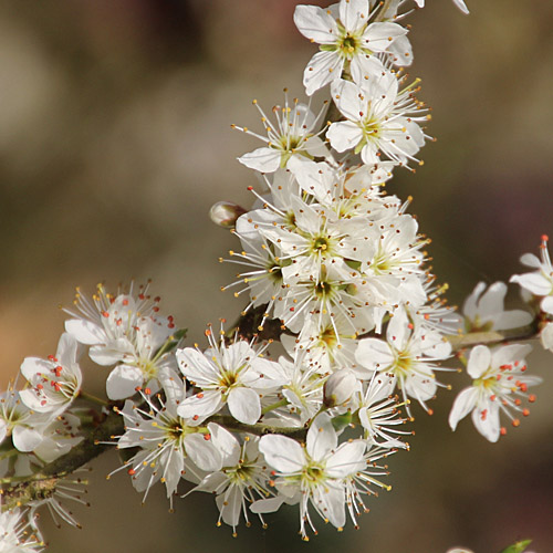 Schwarzdorn / Prunus spinosa