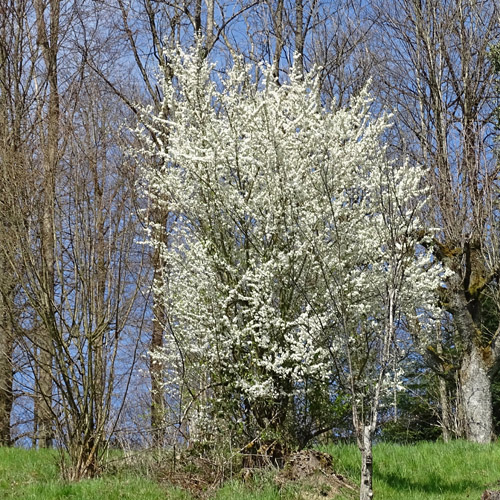 Schwarzdorn / Prunus spinosa