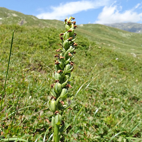 Weisszunge / Pseudorchis albida