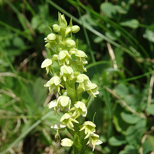 Weisszunge / Pseudorchis albida