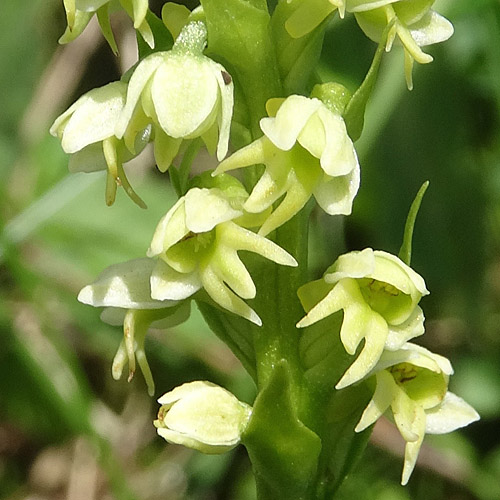 Weisszunge / Pseudorchis albida