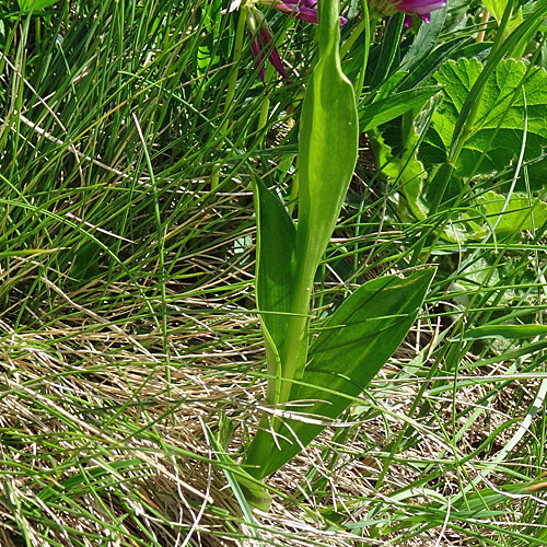 Weisszunge / Pseudorchis albida