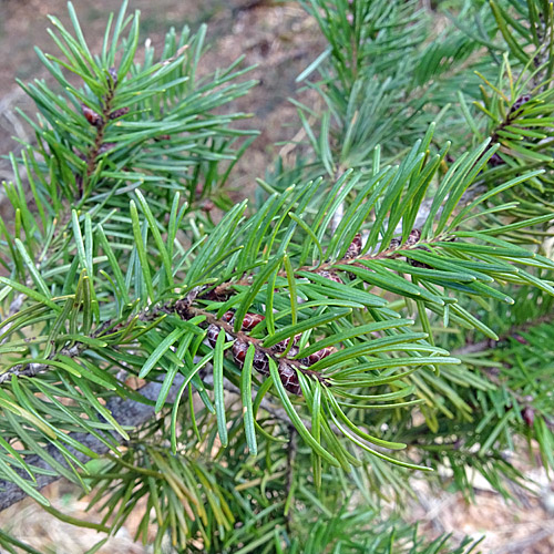 Douglasfichte / Pseudotsuga menziesii