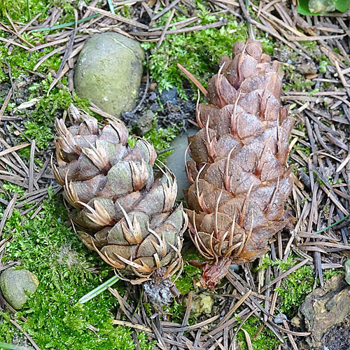 Douglasfichte / Pseudotsuga menziesii